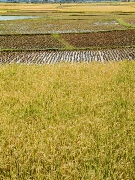 Paddy field Stock Photos