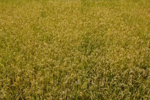 Paddy field Stock Photos