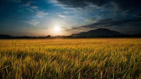 Paddy field Stock Photos