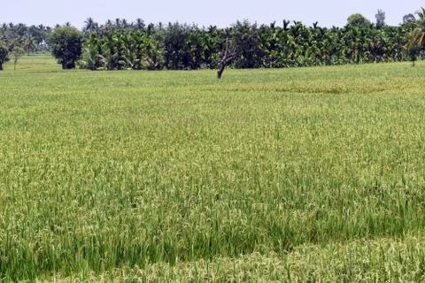 Paddy field Stock Photos