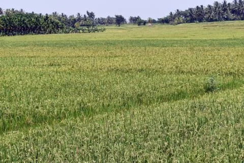 Paddy field Foto stock