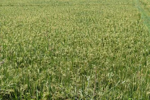 Paddy field Foto stock