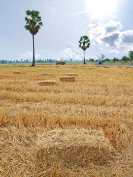 Paddy field Stock Photos