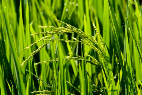 Paddy Field Stock Photos