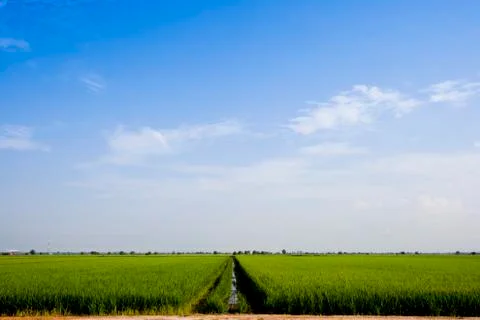 Paddy Field Stock Photos