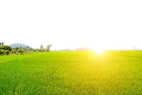 Paddy field Stock Photos