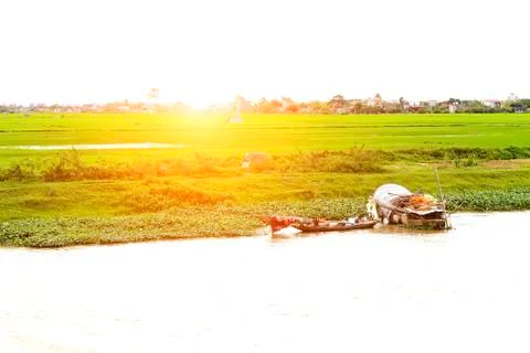Paddy field Stock Photos