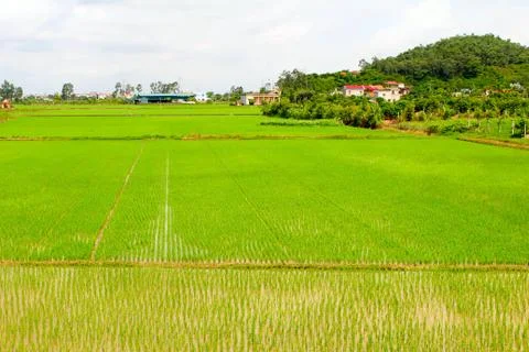Paddy field Stock Photos