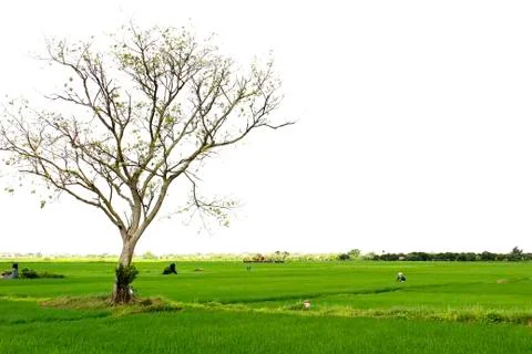 Paddy field Stock Photos