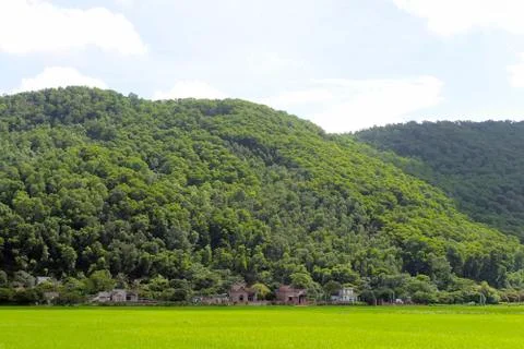 Paddy field Stock Photos