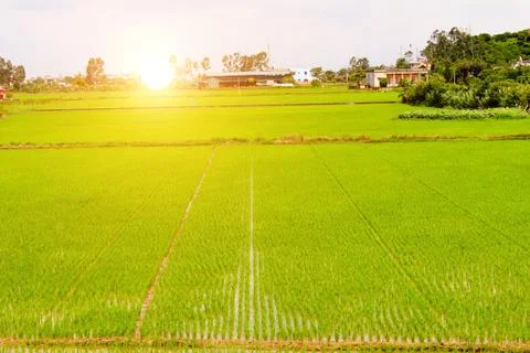 Paddy field Stock Photos