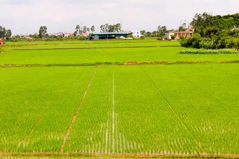Paddy field Stock Photos