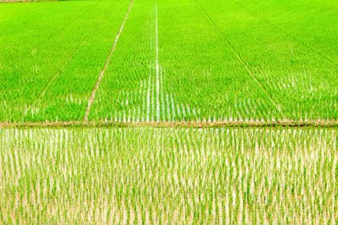 Paddy field Stock Photos