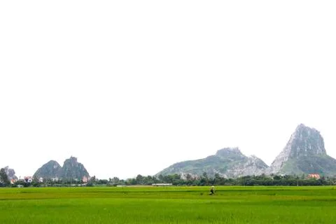 Paddy field Stock Photos