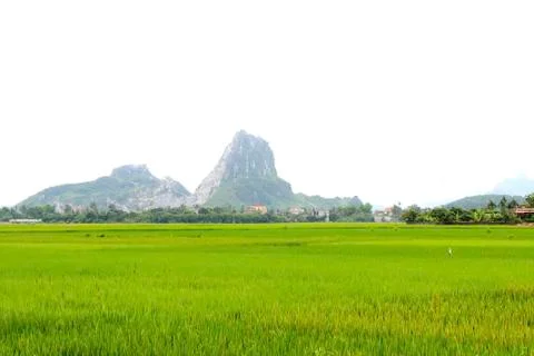 Paddy field Stock Photos