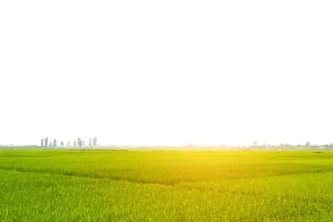 Paddy field Stock Photos