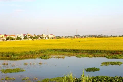 Paddy field Stock Photos