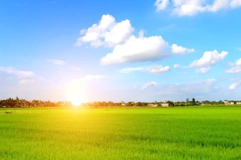 Paddy field Stock Photos