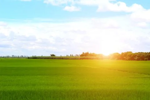 Paddy field Stock Photos