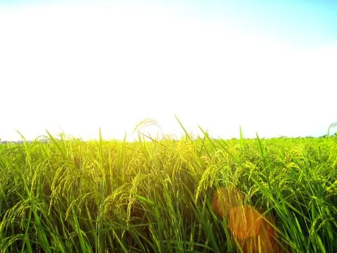 Paddy field Stock Photos
