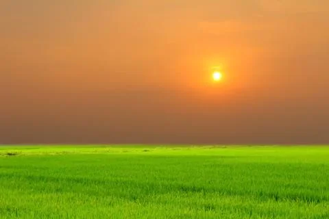 Paddy field Stock Photos