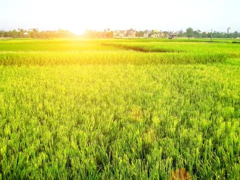 Paddy field Stock Photos