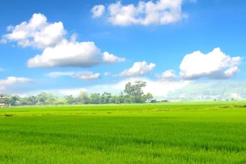 Paddy field Stock Photos