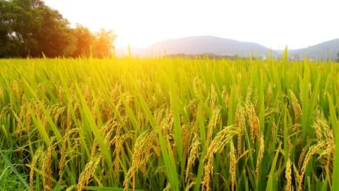 Paddy field Stock Photos