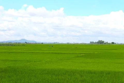 Paddy field Stock Photos