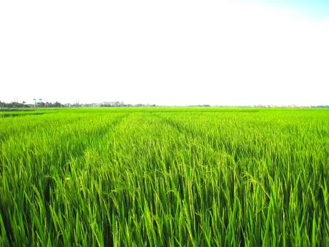 Paddy field Stock Photos
