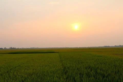 Paddy field Stock Photos