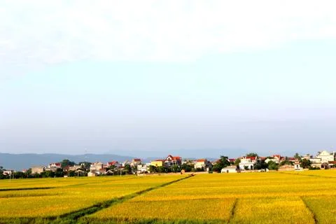 Paddy field Stock Photos