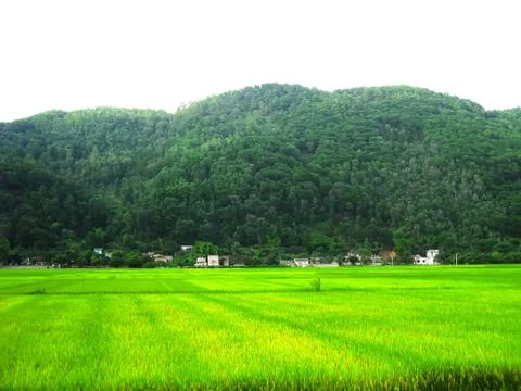 Paddy field Stock Photos