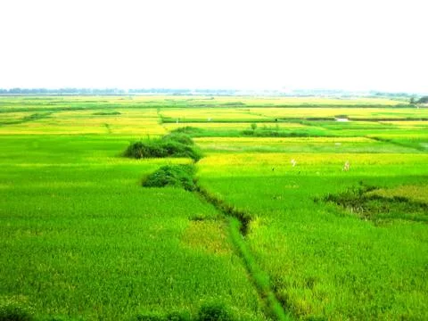 Paddy field Stock Photos