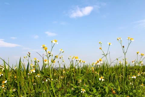 Paddy field Stock Photos