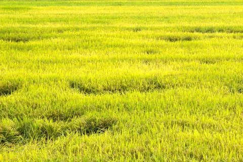 Paddy field Stock Photos