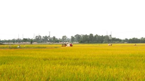 Paddy field Stock Photos