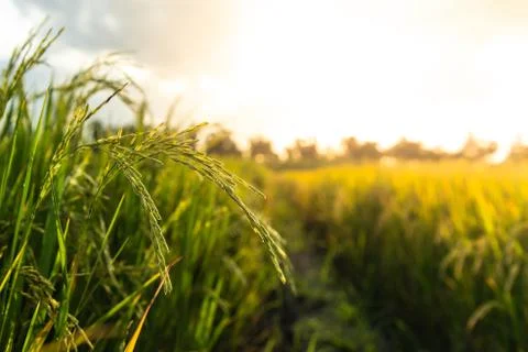 Paddy in the field Stock Photos