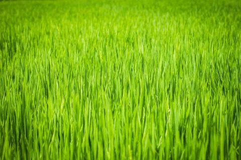 Paddy Field Foto stock