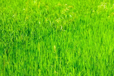 Paddy Field 스톡 사진