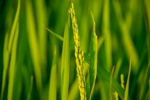 Paddy on the Field 스톡 사진