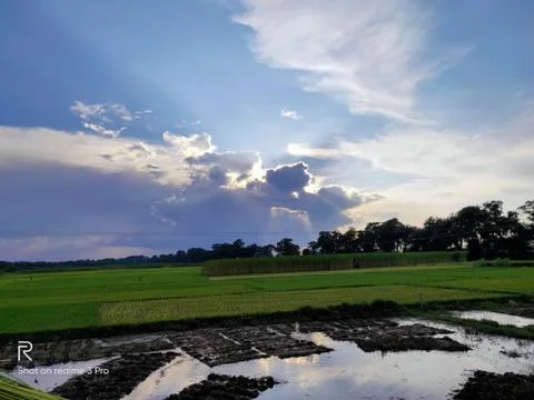 A PADDY FIELD Stock Photos
