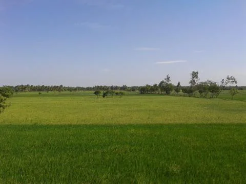 PADDY FIELD Foto stock