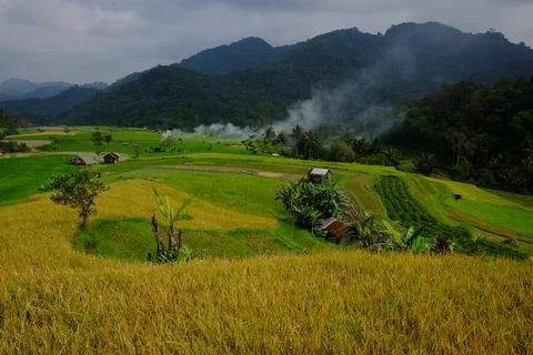 Paddy field Stock Photos