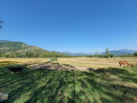 Paddy Field Stock Photos