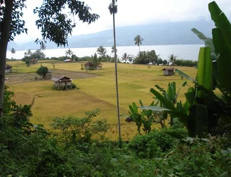  Paddy Field Stock Photos