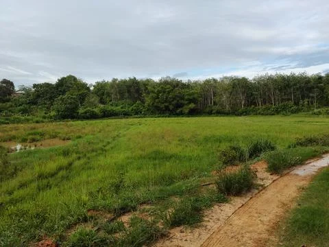 Paddy field Stock Photos