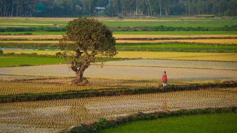 Paddy field Foto stock