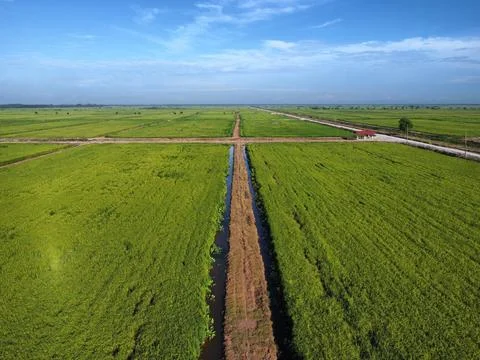Paddy field Stock Photos