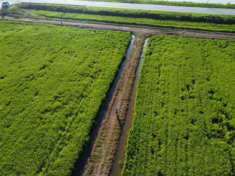 Paddy field Stock Photos